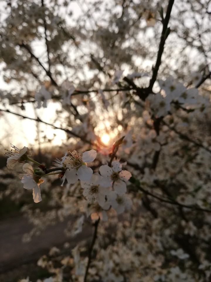 blossoms in front of a sunset