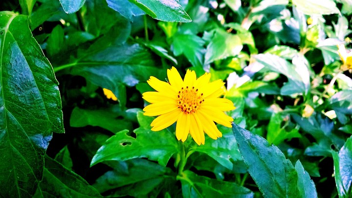Blossoms