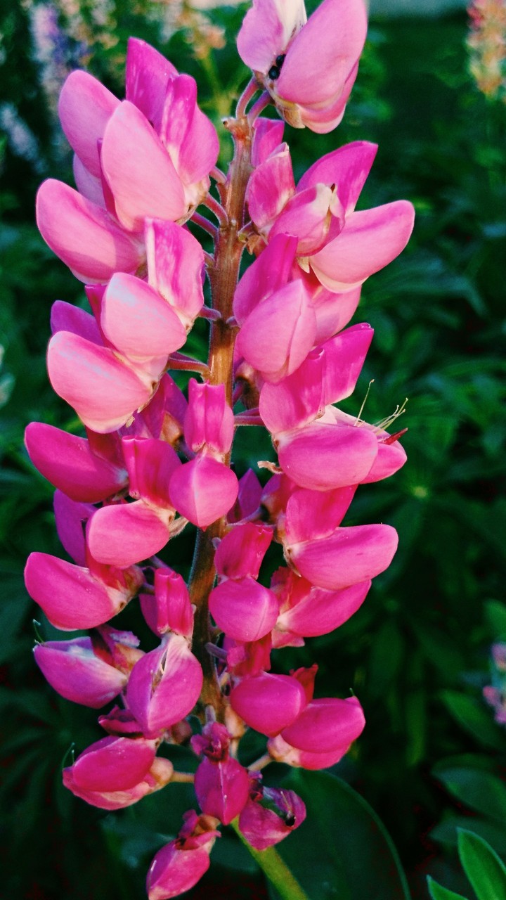 Lupine