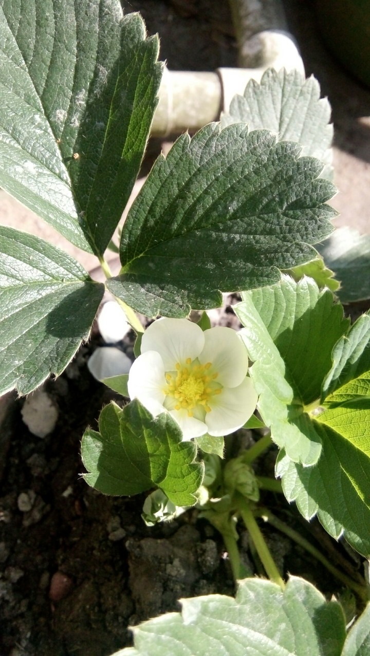 strawberry