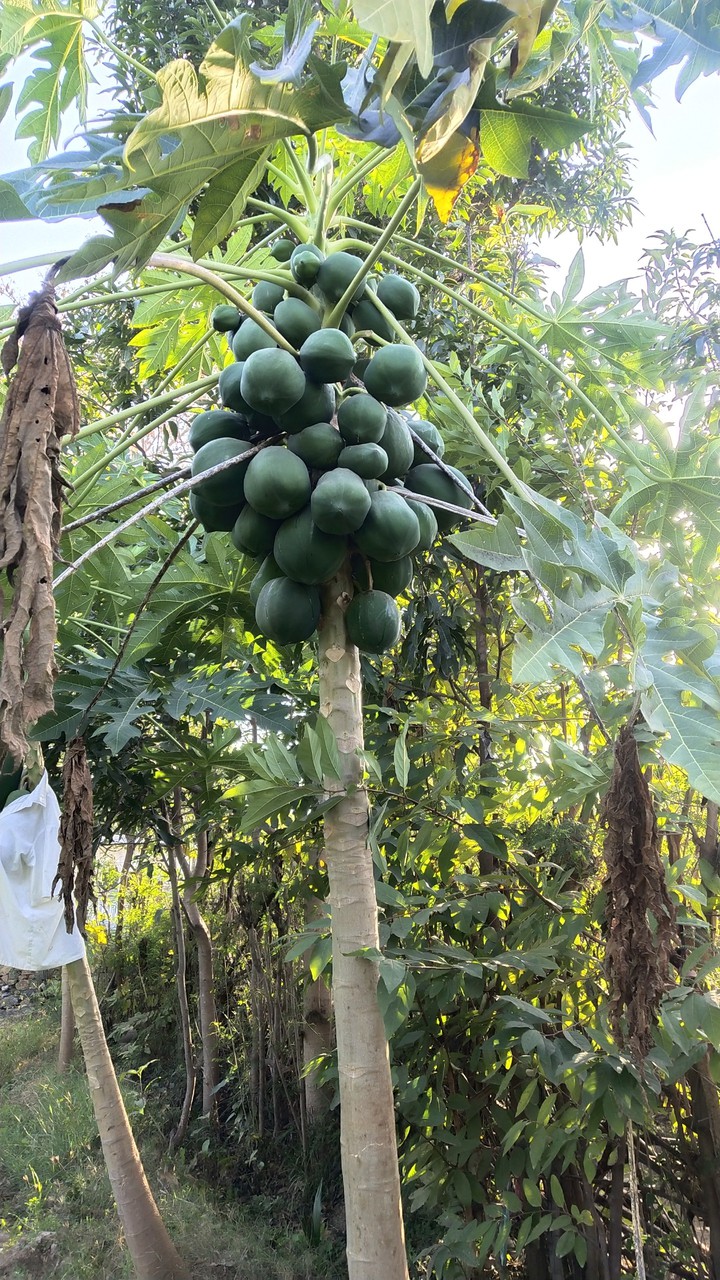 Papaya