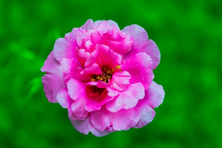 Morning Flower