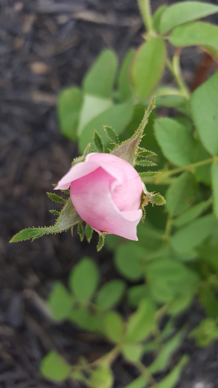 rose bud