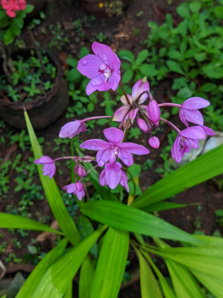flower
