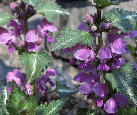 catnips, urticaceae 배경화면