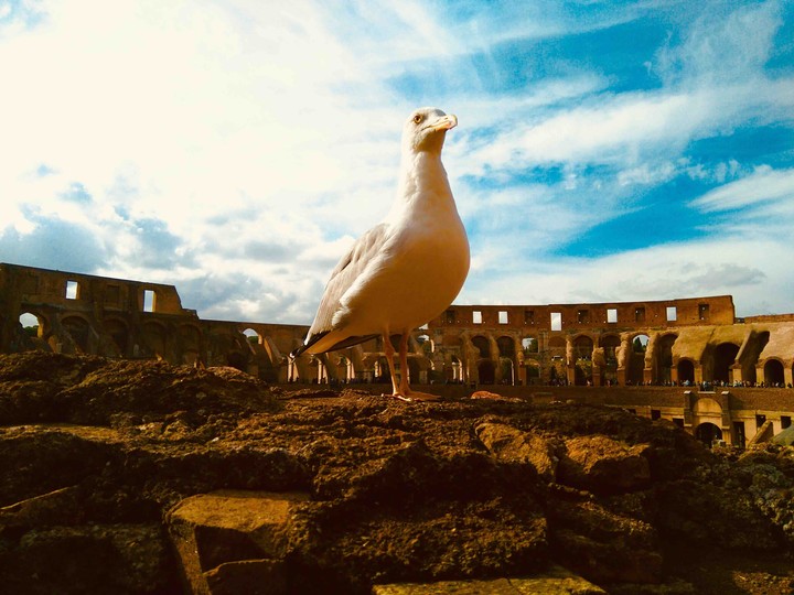 IMPERIAL BIRD