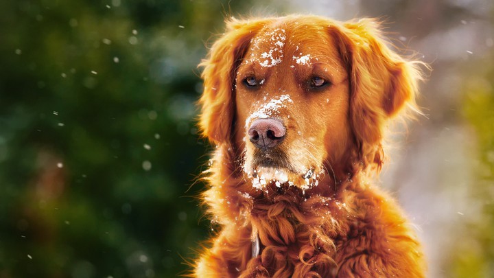 snow & dog