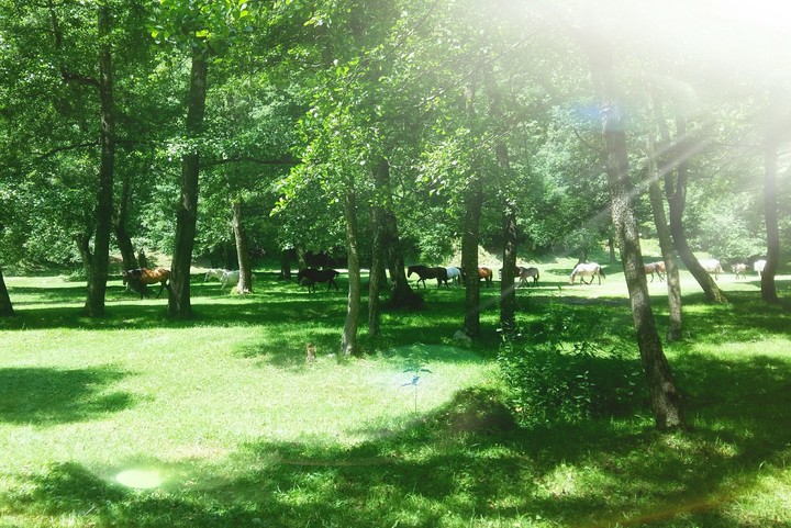 Wild horses