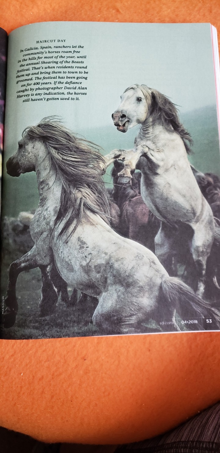 galicia Spain. horses