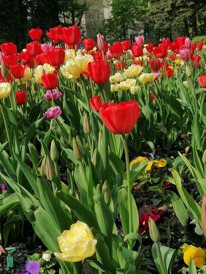 tulips