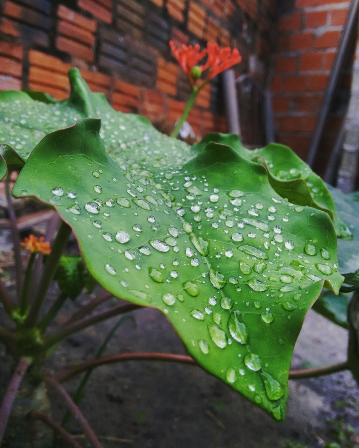 Nature