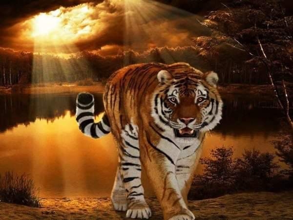 Tigre