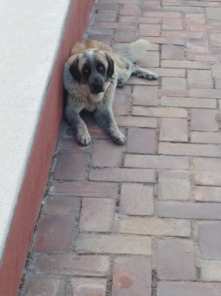 My dog ❤