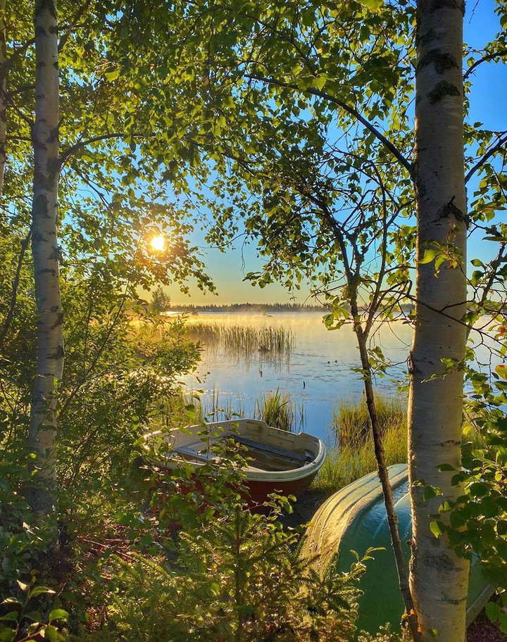 Birch & boat