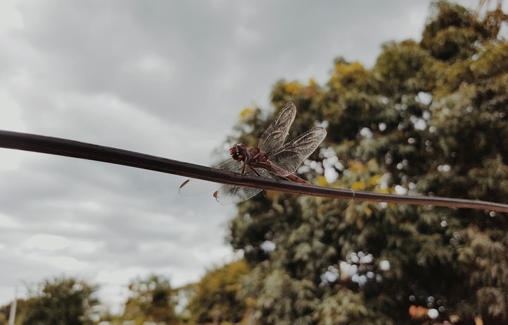 caballito volador