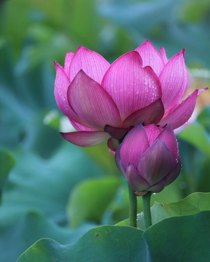 Waterlilly