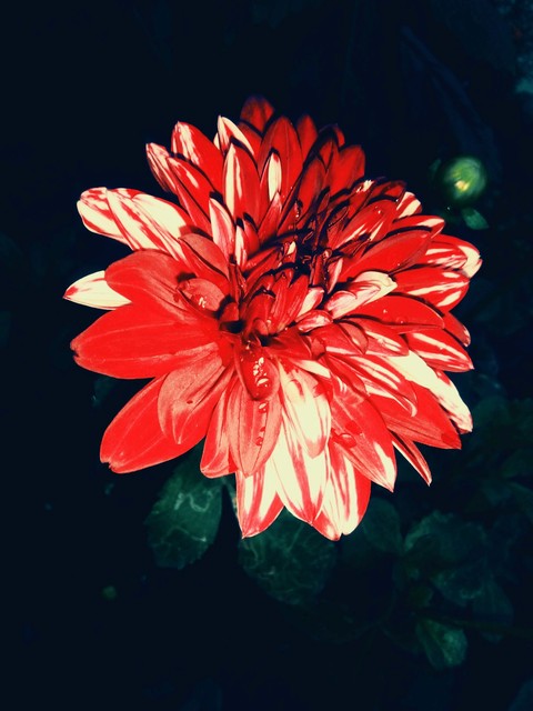 #Dahlia flower