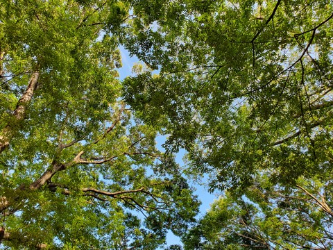 Yoyogi park