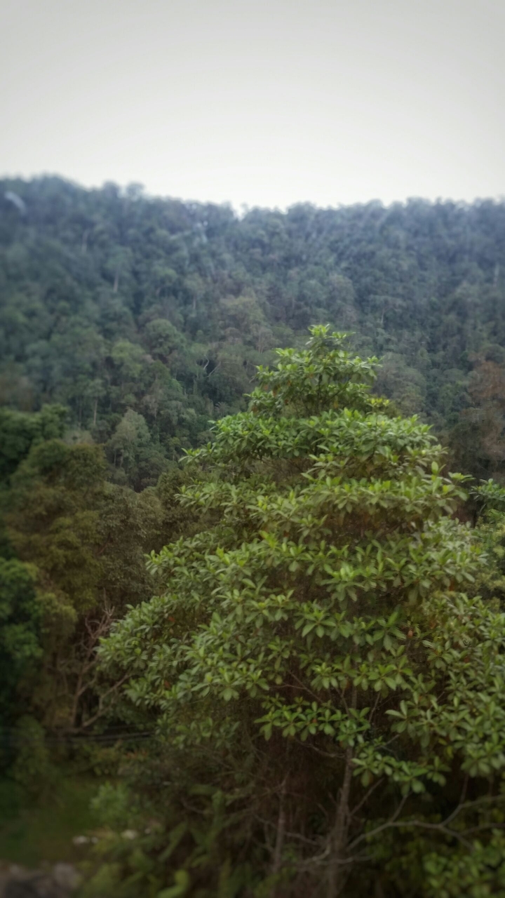 Trees