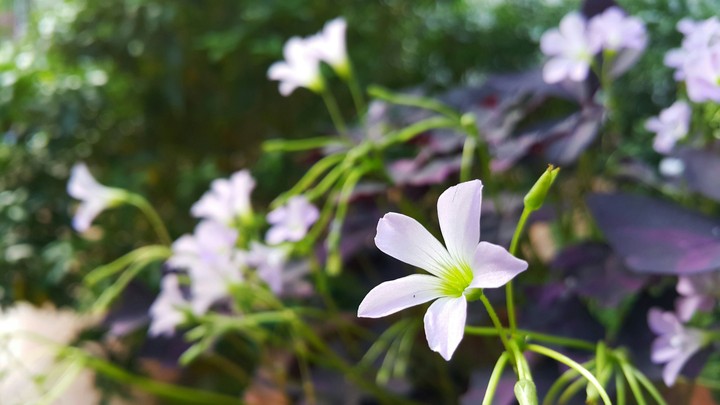 purple shamrock