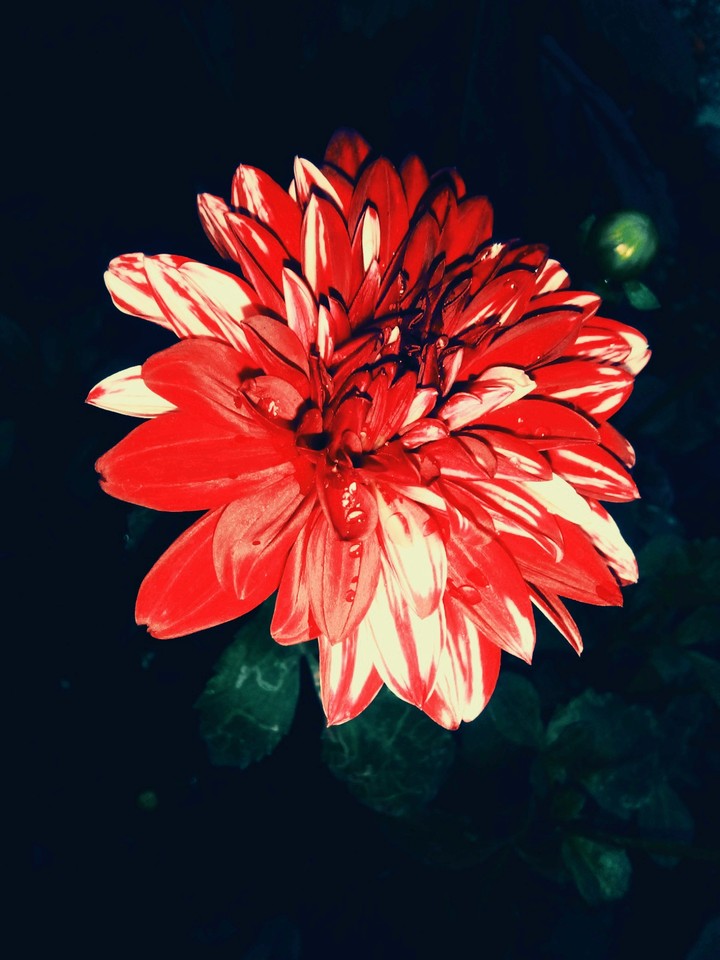 #Dahlia flower
