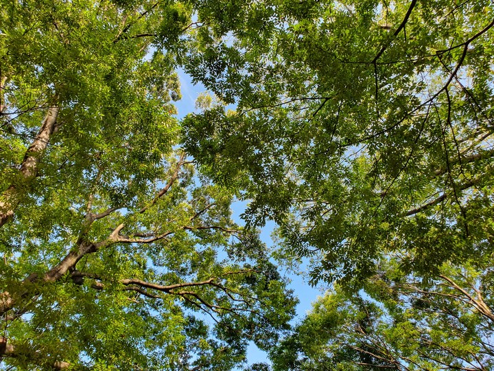 Yoyogi park