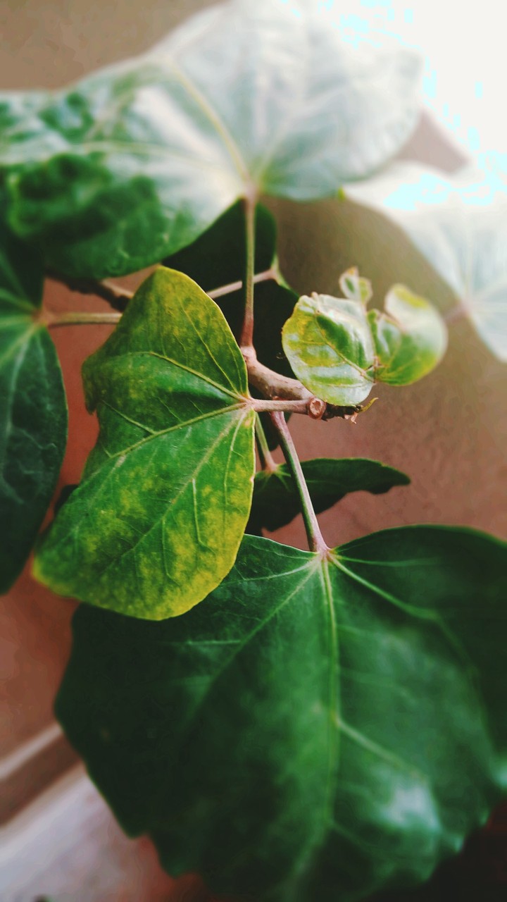 good leaf