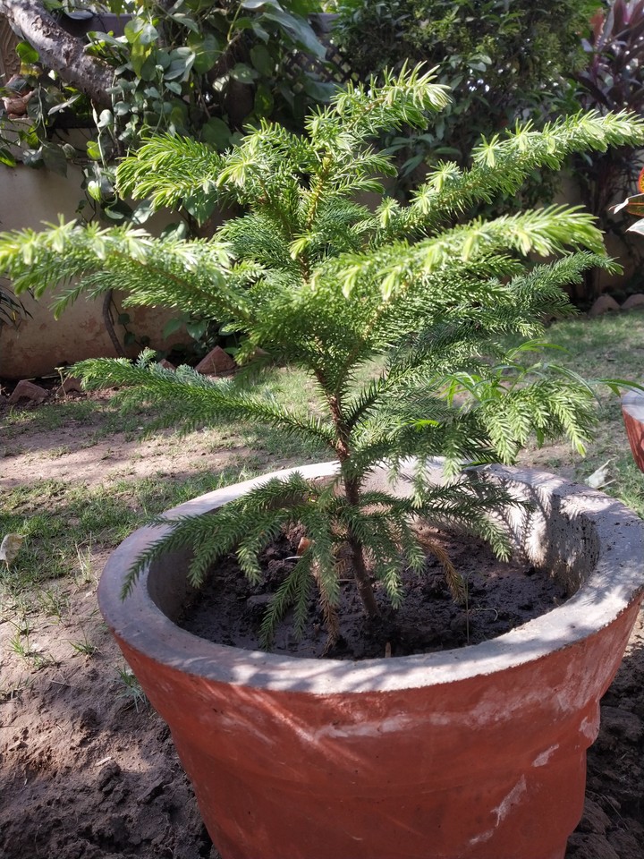 tree