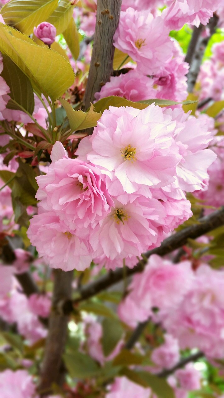 Cherry trees