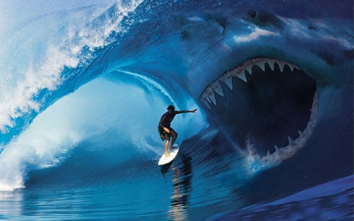 Shark