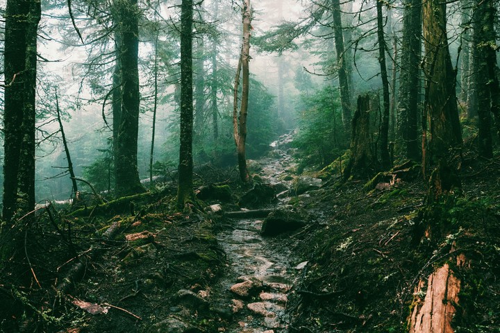 Forest