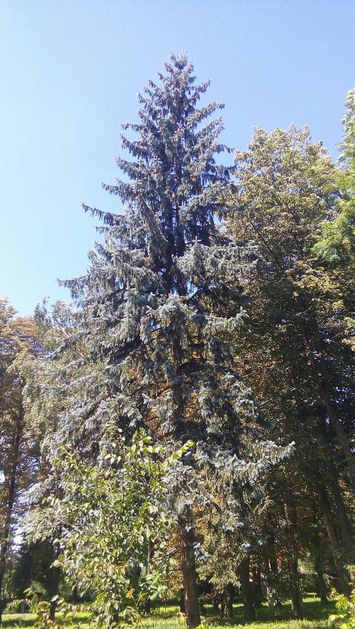 Сосна