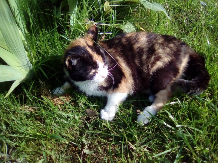 кошка Катя