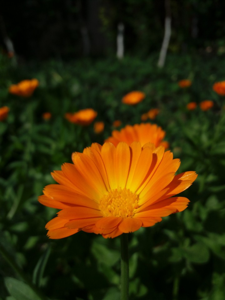 Orange plant