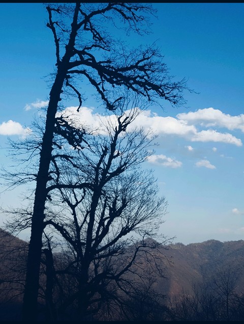 چشم انداز بکر