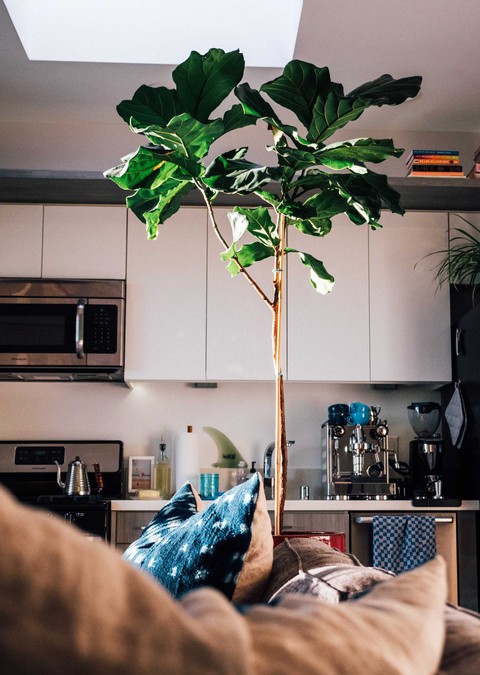 Plant