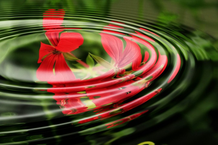 When Flowers Mixes with Water