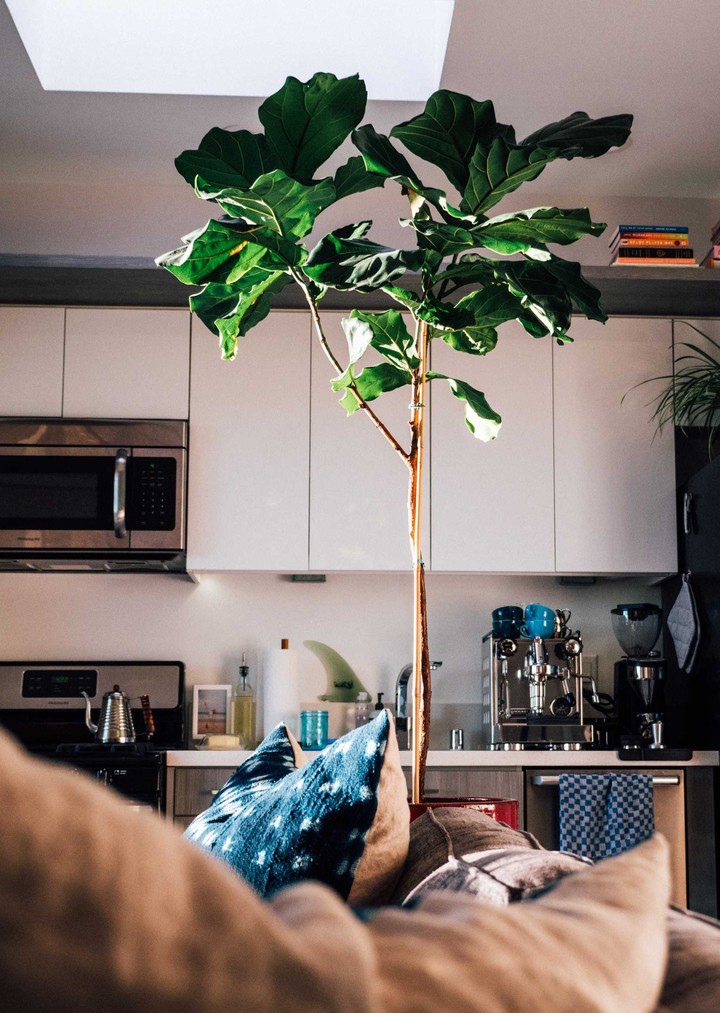 Plant