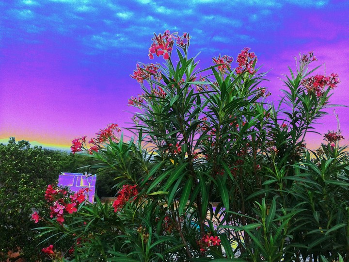 flowers
