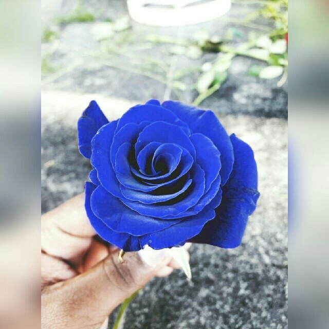 #roses