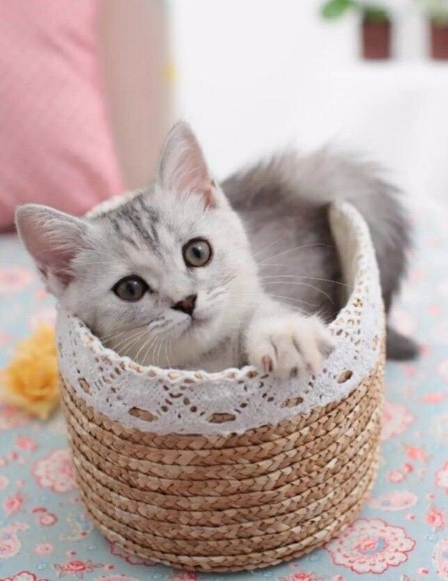 котик