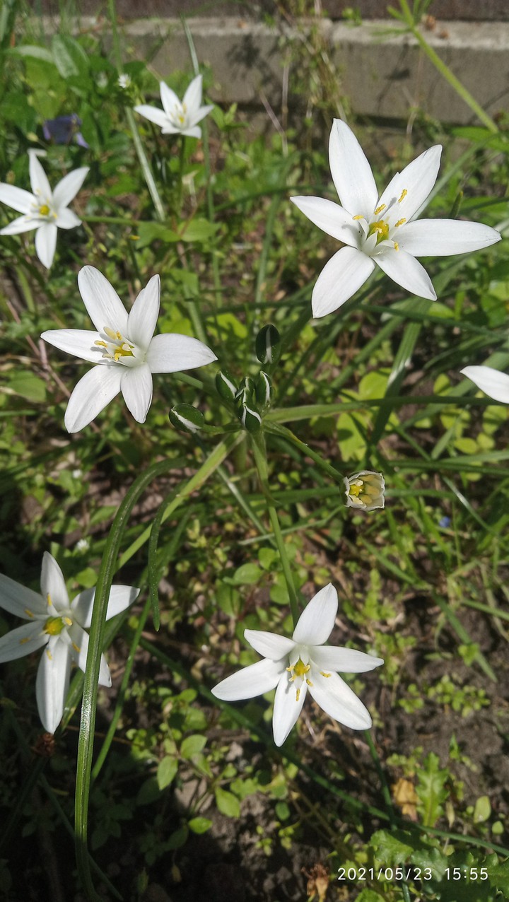 white flowers