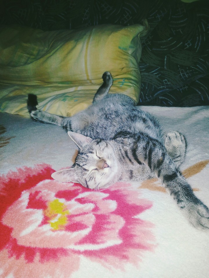 macsek