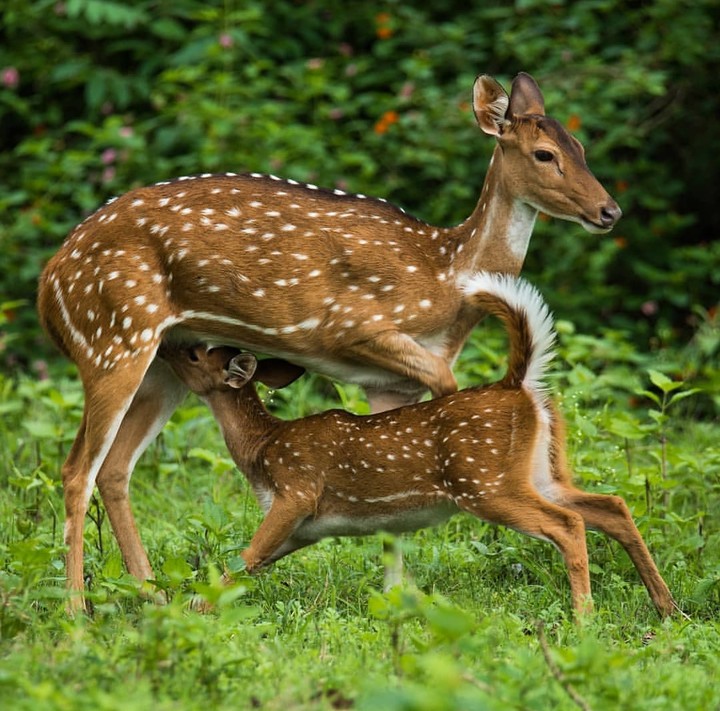 Mother and fawn