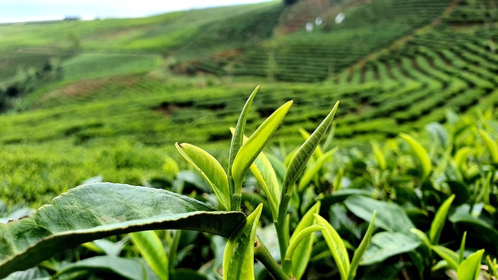 Green tea leaf