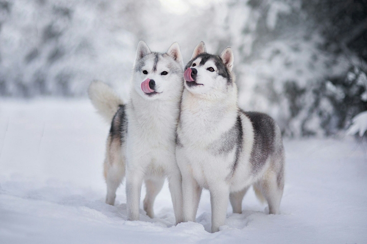 husky