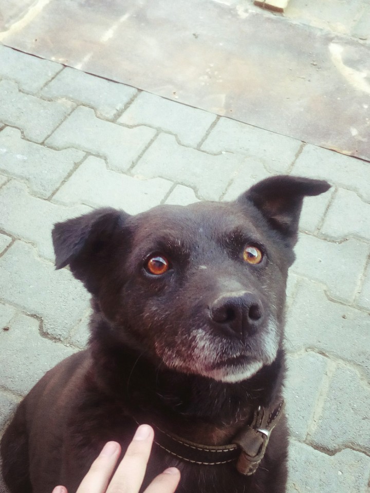 Happy Dog