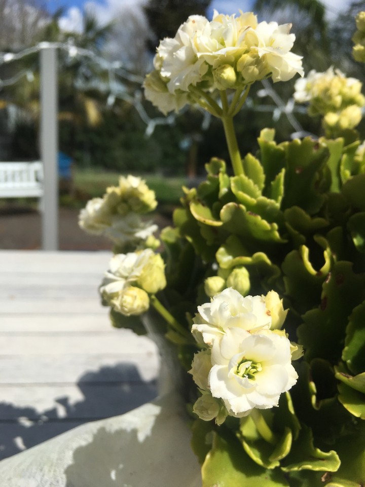 flowers