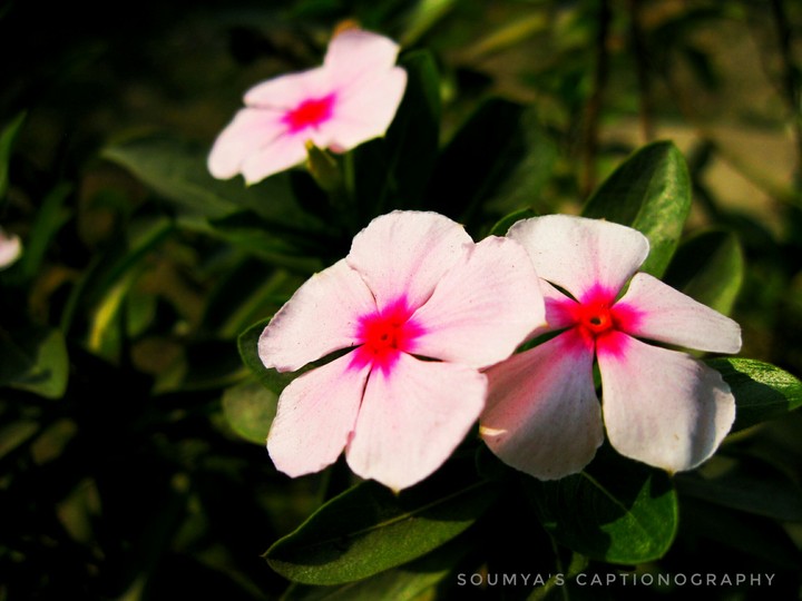EYEBALL flower