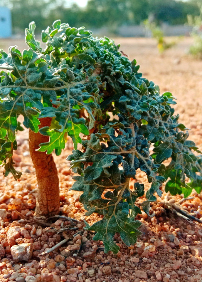 Greene's Plant